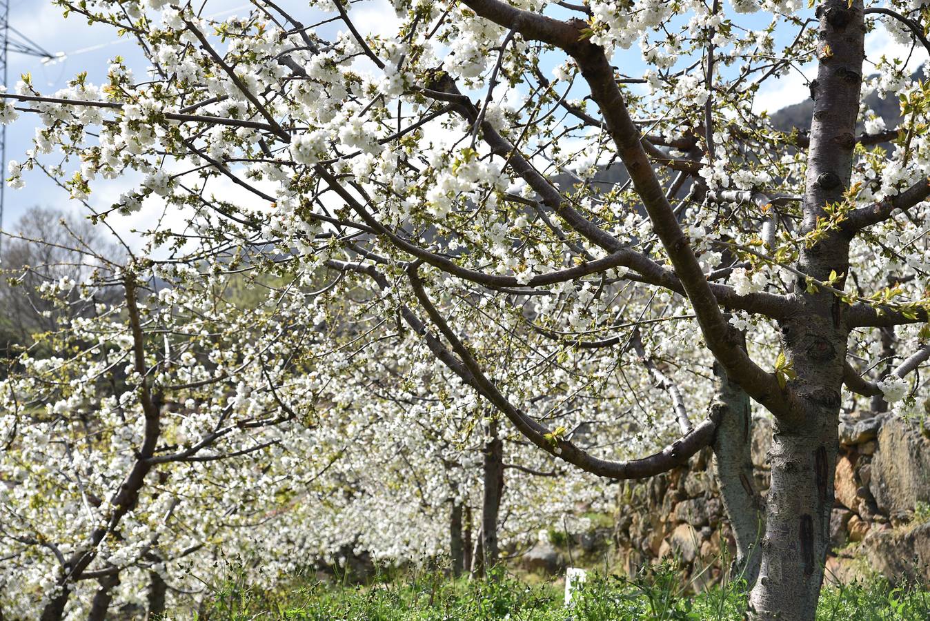 El Valle del Jerte comienza a florecer