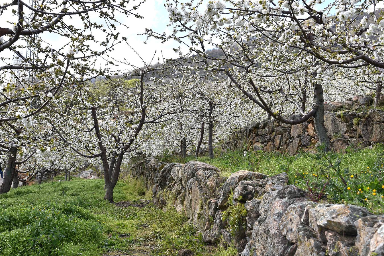 El Valle del Jerte comienza a florecer