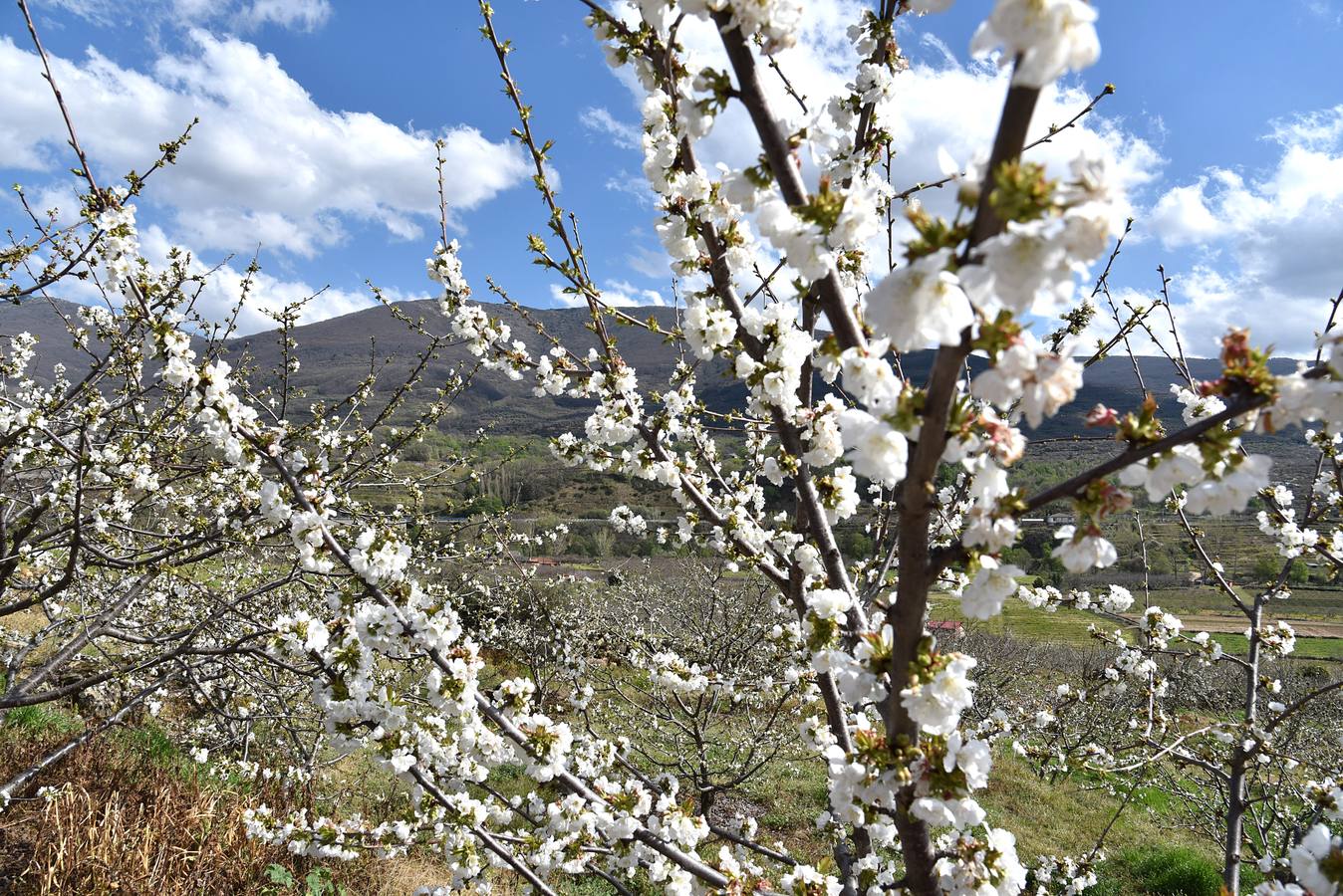 El Valle del Jerte comienza a florecer