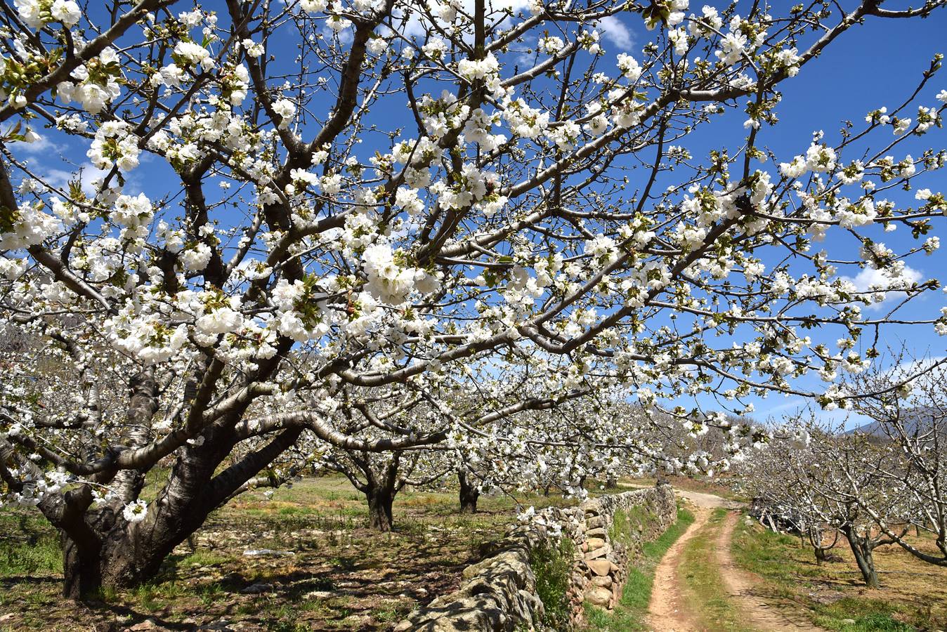 El Valle del Jerte comienza a florecer