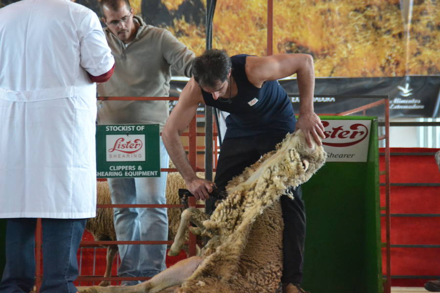 Campeonato de España de Merinas VIII Open de Esquileo de Extremadura