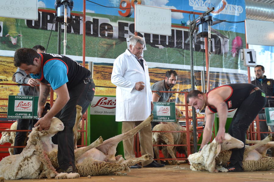 Campeonato de España de Merinas VIII Open de Esquileo de Extremadura