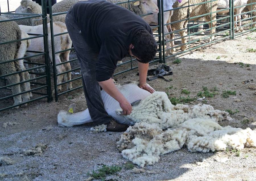 Fuente de Cantos festeja su fiesta de la Chanfaina