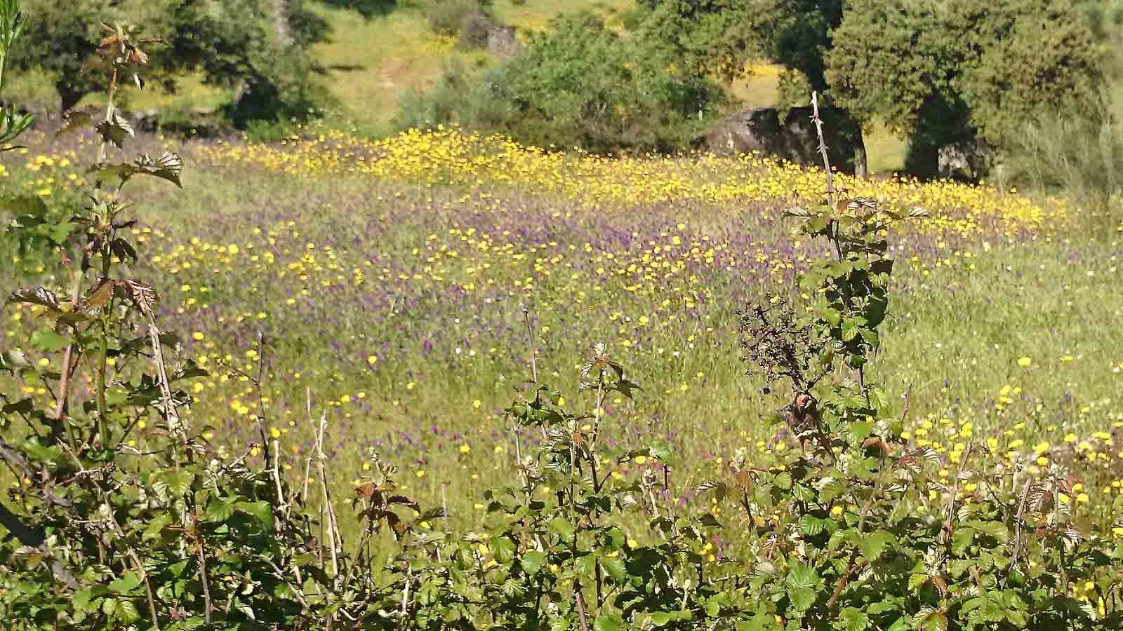 La primavera en el norte de Extremadura