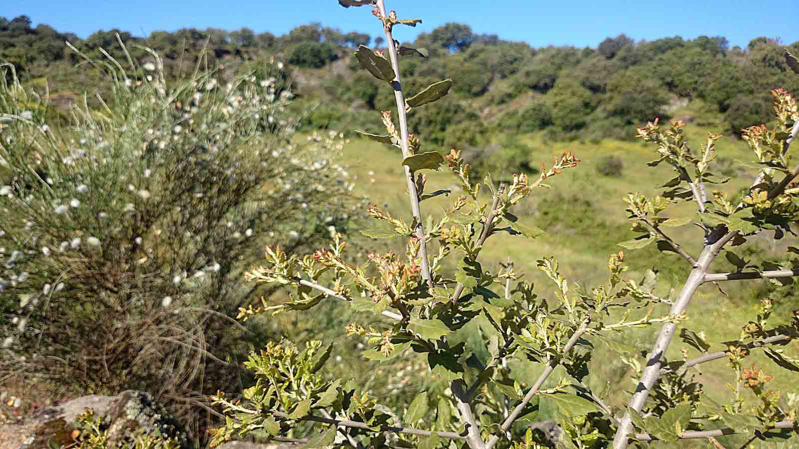 La primavera en el norte de Extremadura