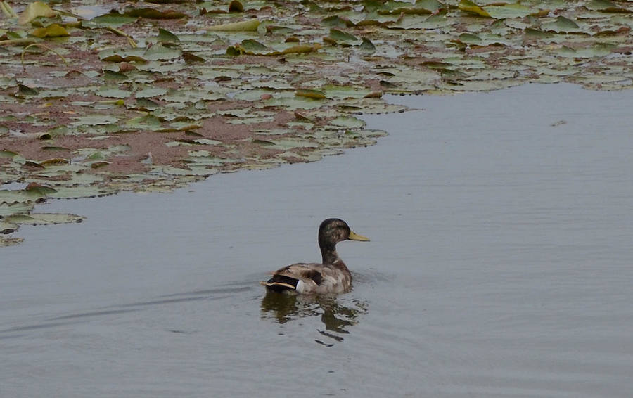 La avifauna del Guadiana a su paso por Badajoz