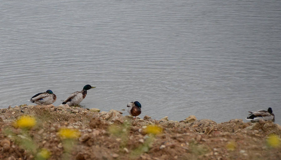 La avifauna del Guadiana a su paso por Badajoz