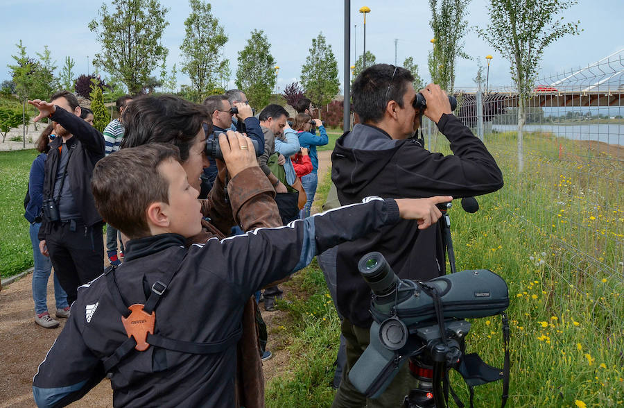 La avifauna del Guadiana a su paso por Badajoz