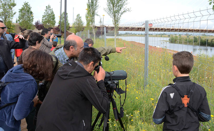 La avifauna del Guadiana a su paso por Badajoz