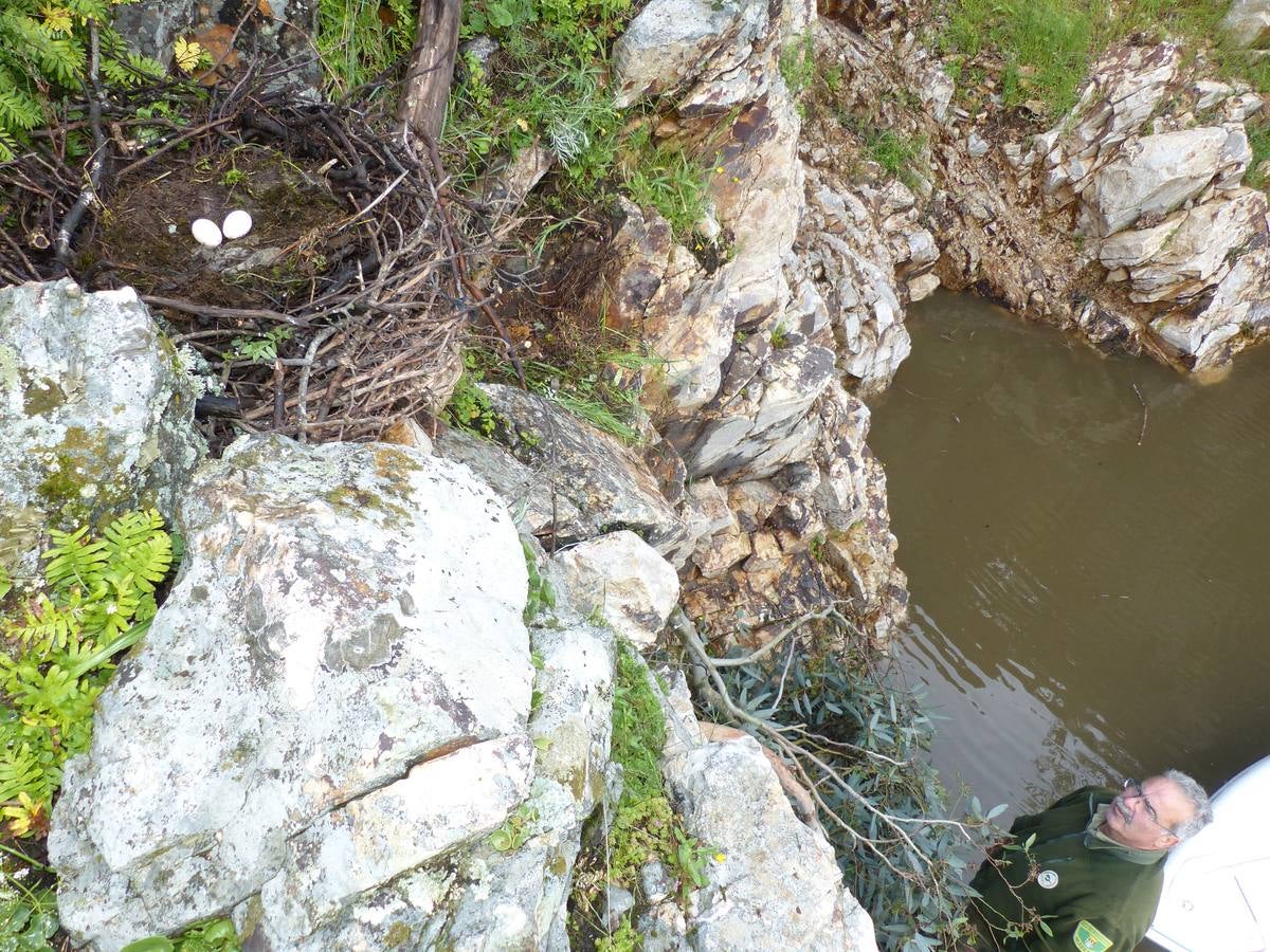 Rescate de huevos de cigüeñas negras