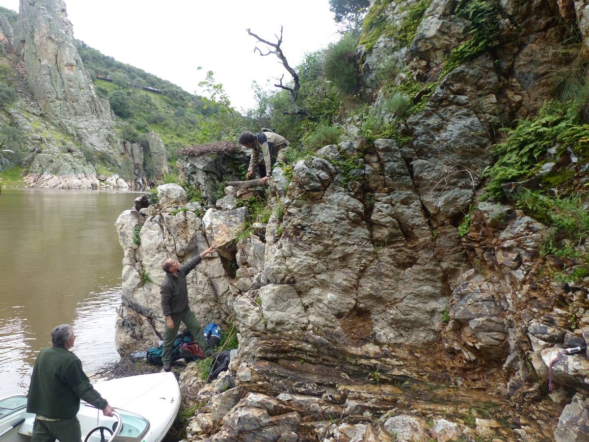 Jueves, 12 de mayo: La crecida de varios ríos obliga a trasladar 12 huevos de cigüeñas negras en Monfragüe. Fotografía: Pedro Holgado- P.NM.
