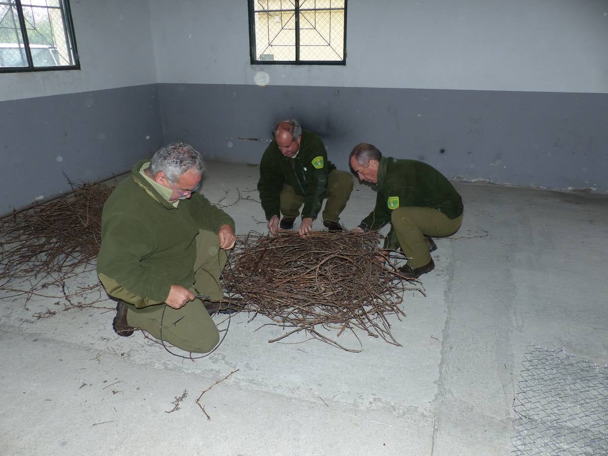 Jueves, 12 de mayo: La crecida de varios ríos obliga a trasladar 12 huevos de cigüeñas negras en Monfragüe. Fotografía: Pedro Holgado- P.NM.