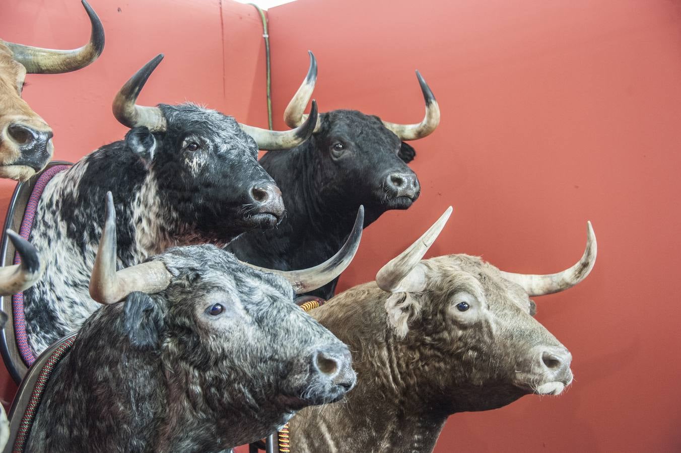 Inauguración de la VIII edición de Ecuextre