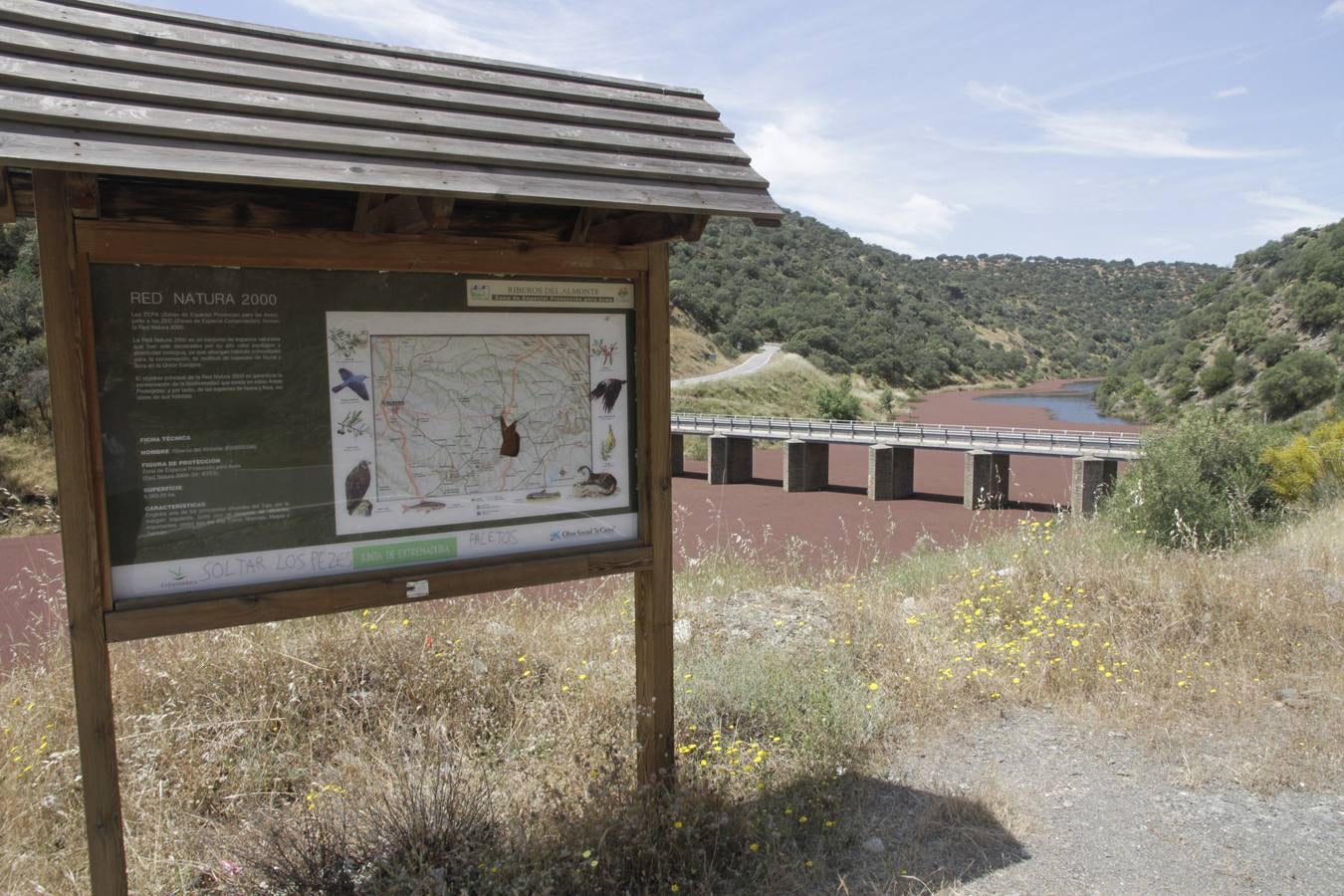 Lunes, 6 de junio: El ‘Helecho de agua’ es una planta acuática invasora procedente de América que se ha extendido por Extremadura en el río Almonte a la altura de Monroy. Fotografías: Armando Méndez