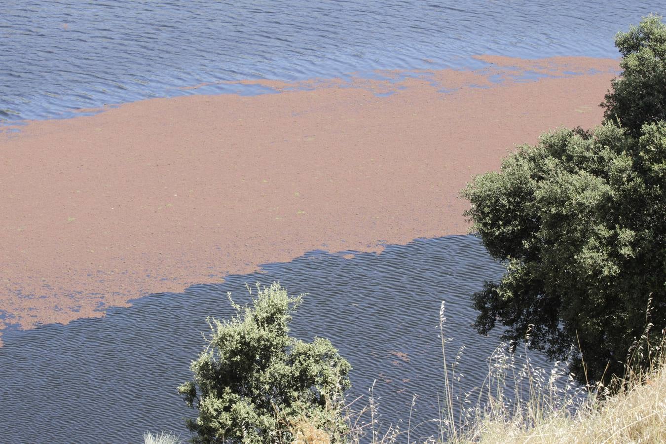 Lunes, 6 de junio: El ‘Helecho de agua’ es una planta acuática invasora procedente de América que se ha extendido por Extremadura en el río Almonte a la altura de Monroy. Fotografías: Armando Méndez