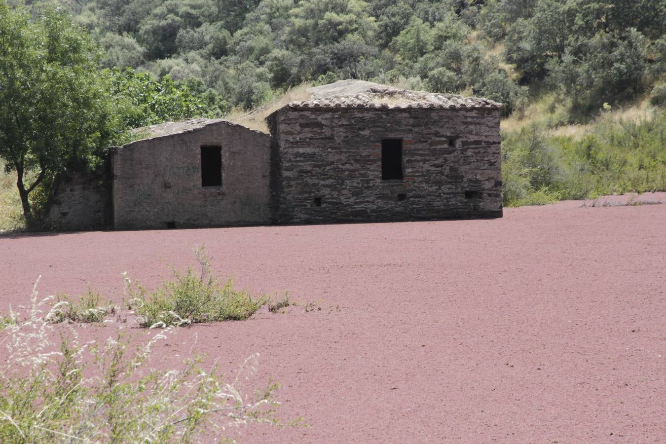 Lunes, 6 de junio: El ‘Helecho de agua’ es una planta acuática invasora procedente de América que se ha extendido por Extremadura en el río Almonte a la altura de Monroy. Fotografías: Armando Méndez