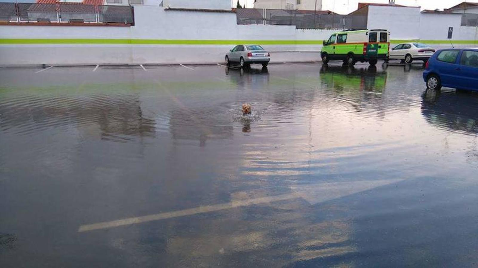 Un perro nada en un gran charco en Villanueva