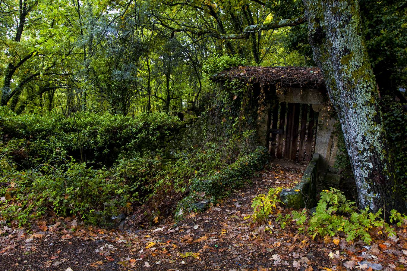 Castañar en otoño en Cuacos de Yuste