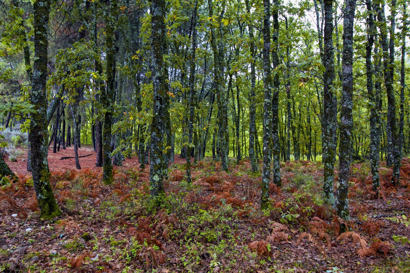 Castañar en otoño en Cuacos de Yuste