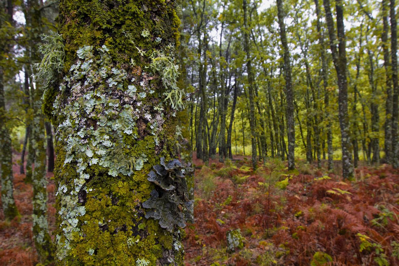 castañar en otoño en Cuacos de Yuste