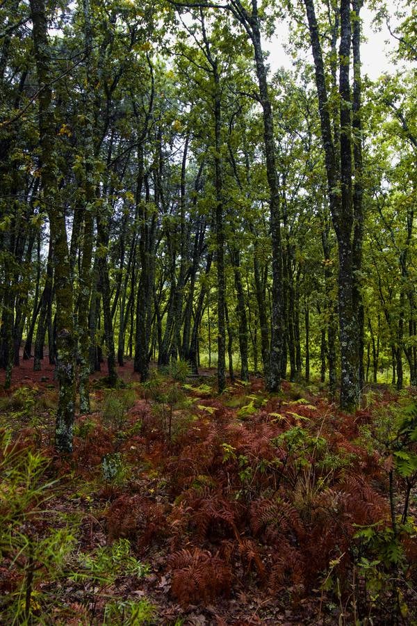 Castañar en otoño en Cuacos de Yuste