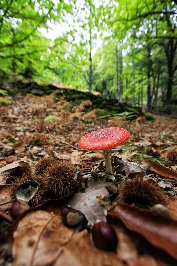 Castañar en otoño en Cuacos de Yuste