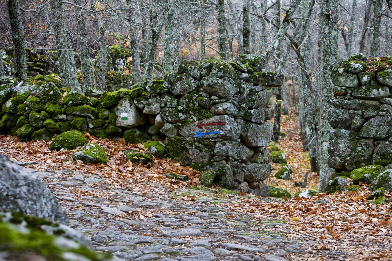 Castañar de Montánchez