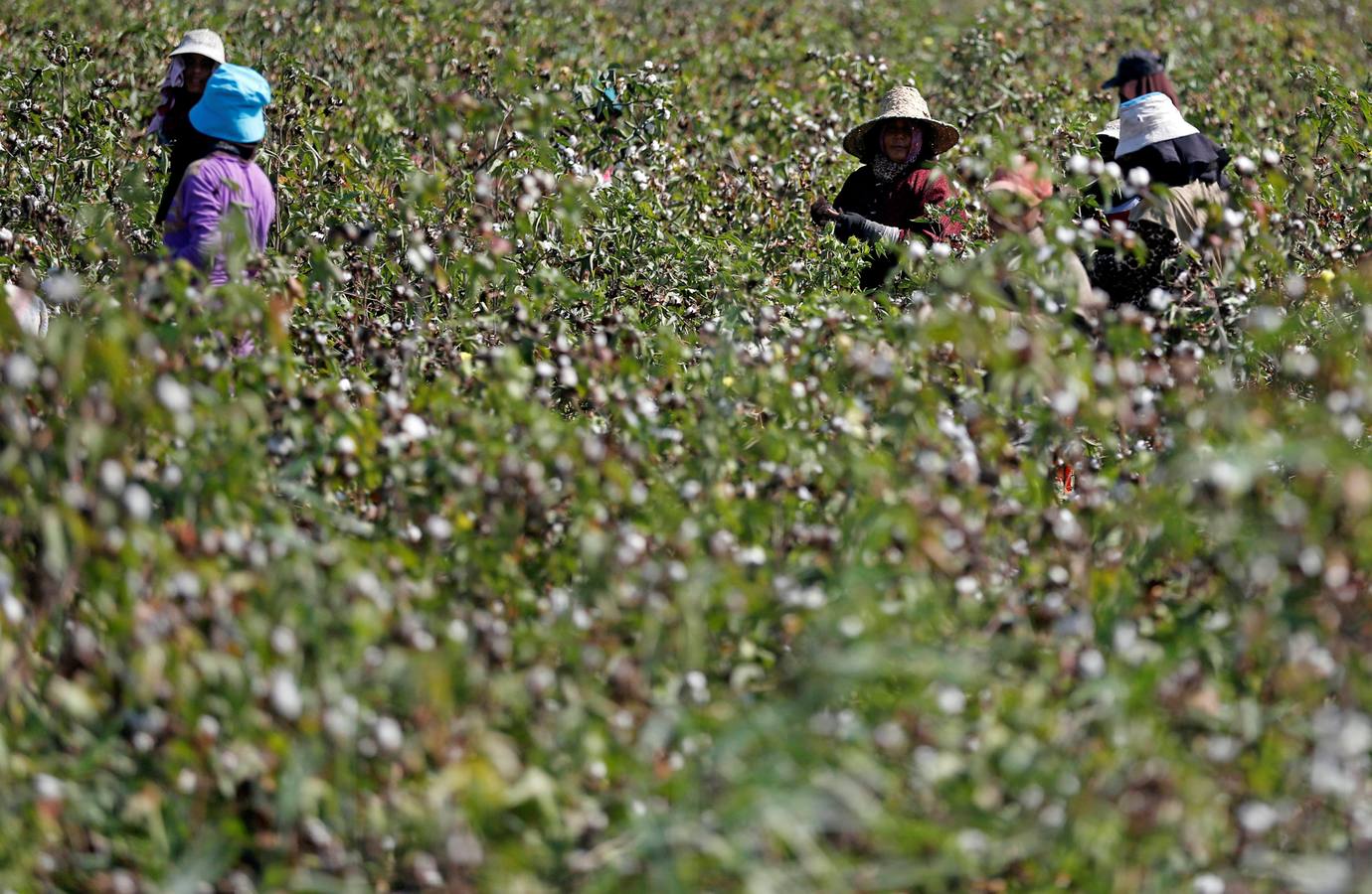 Recogida de algodón en Egipto