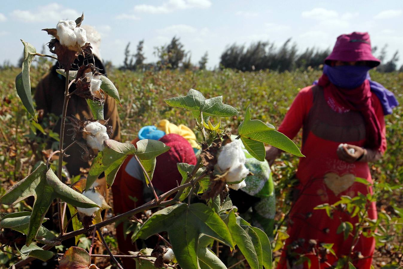 Recogida de algodón en Egipto