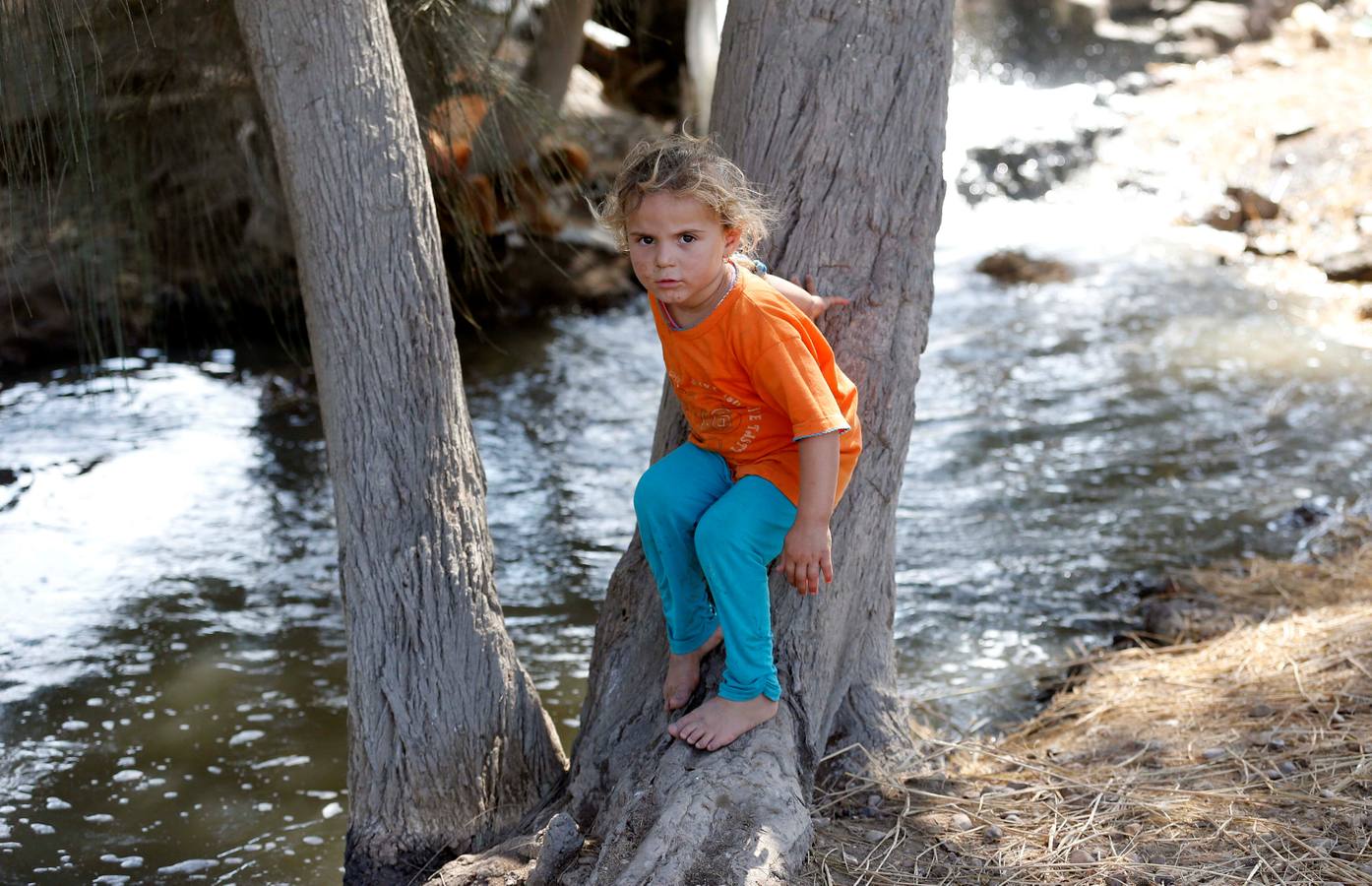 Recogida de algodón en Egipto