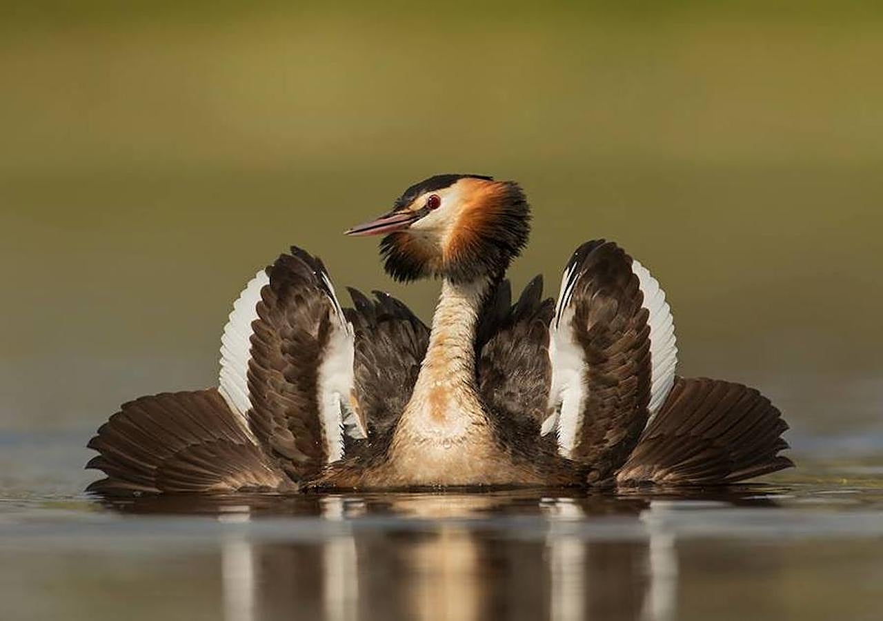 Categoría ‘Aves de Extremadura’: ‘Somurposa’, de Sebastián Molano Robledo.
