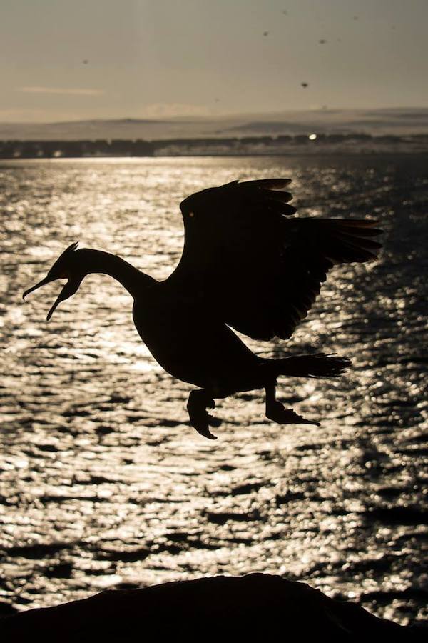 Categoría ‘Jóvenes fotógrafos’: ‘Dragón’, de Carlos Pérez Naval.