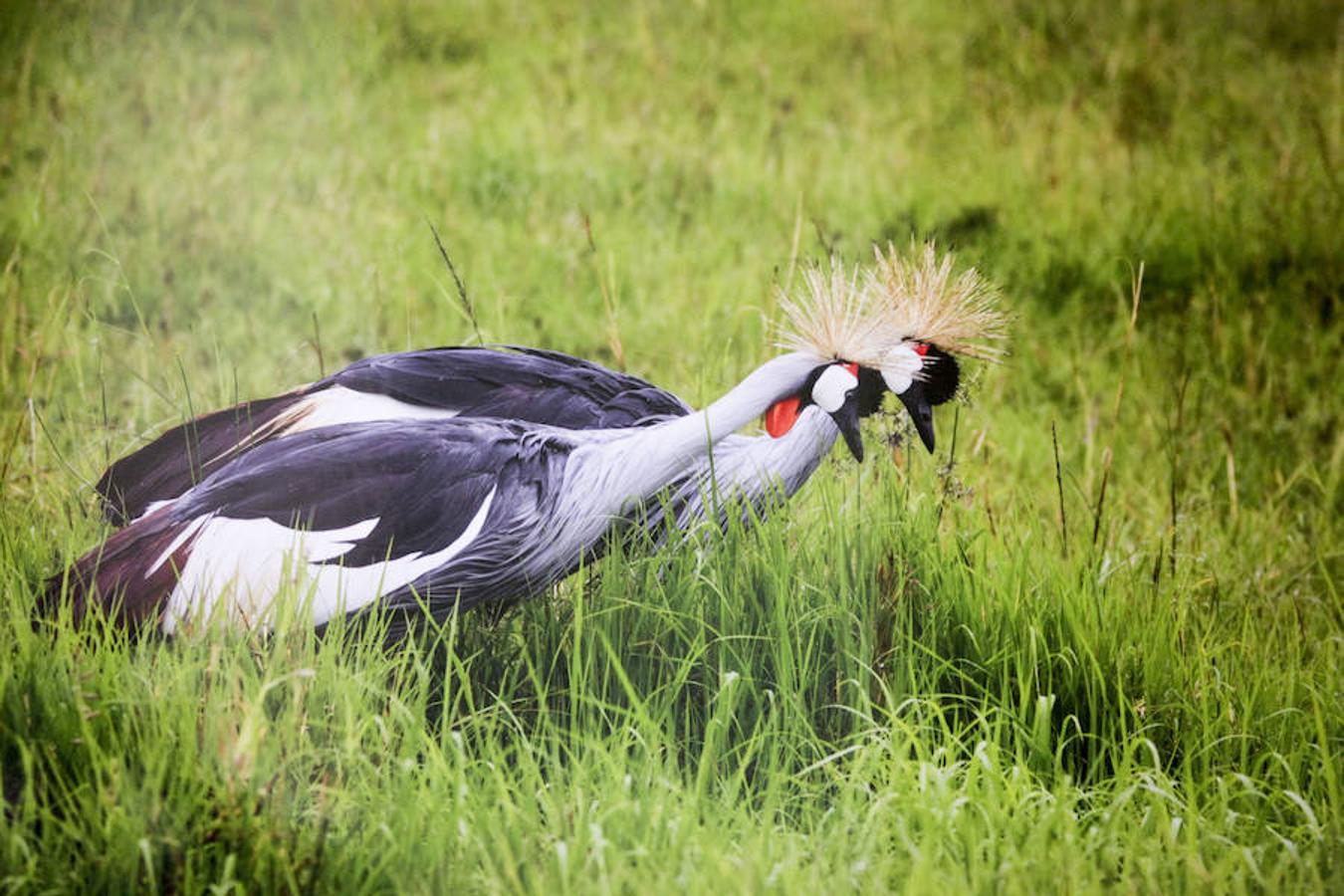 &#039;Memorias de África&#039;, de Alejo Leal