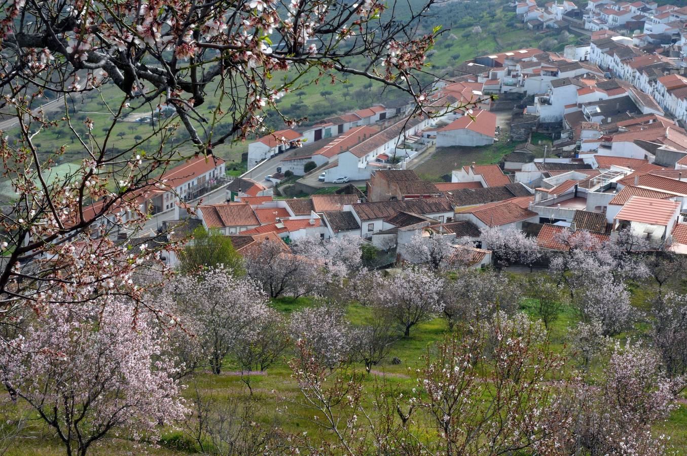 Los almendros en flor en Extremadura