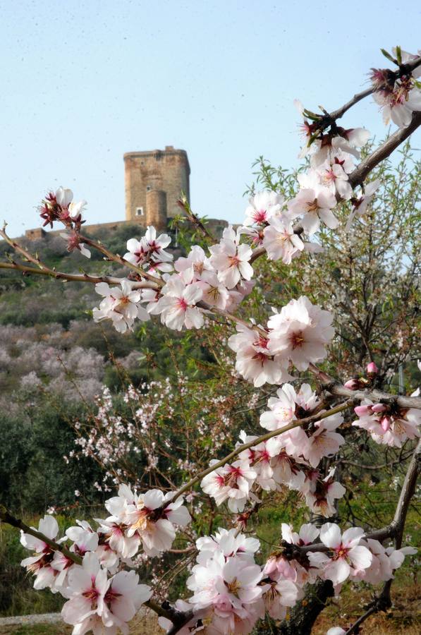 Los almendros en flor en Extremadura