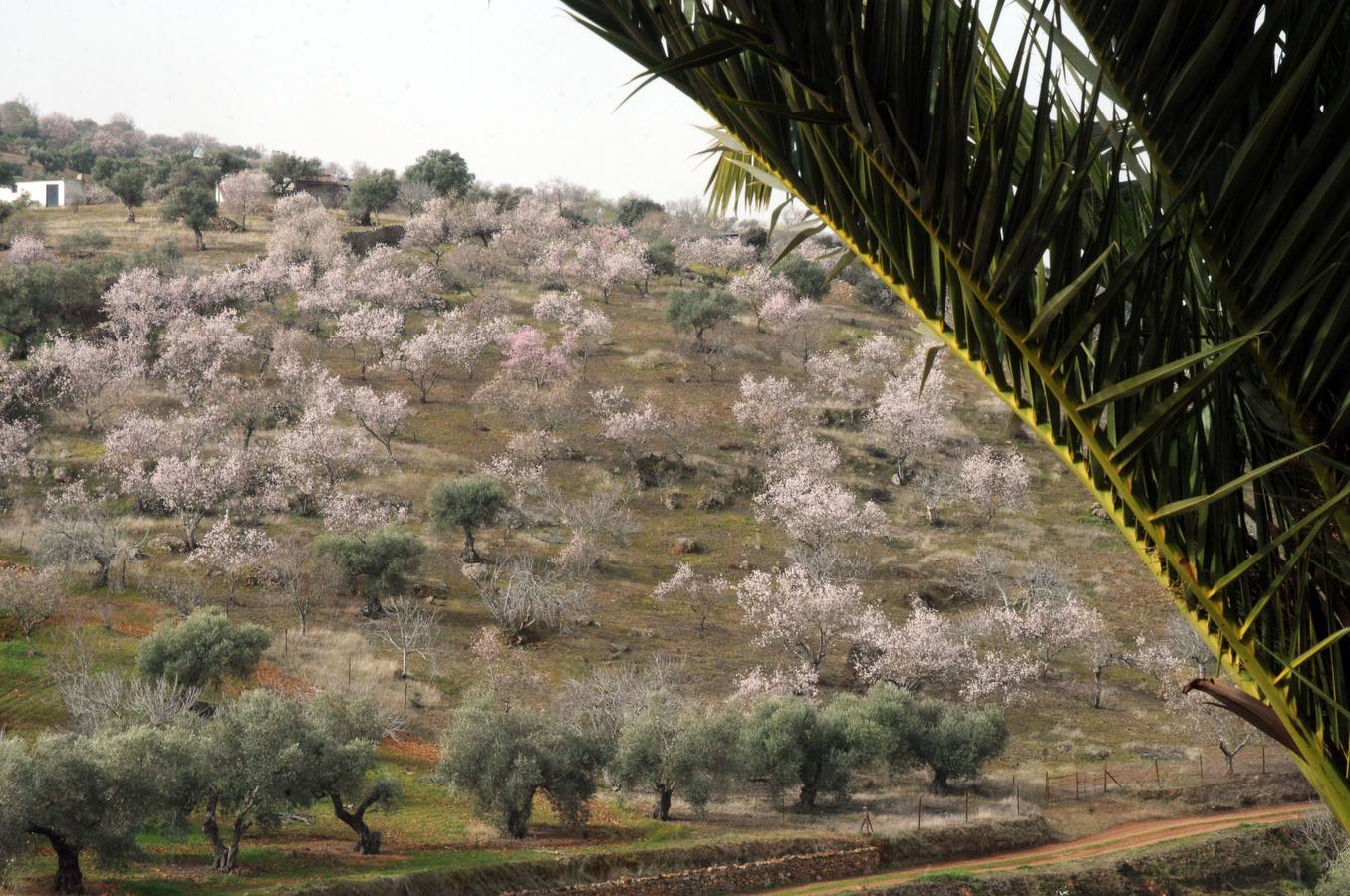 Los almendros en flor en Extremadura