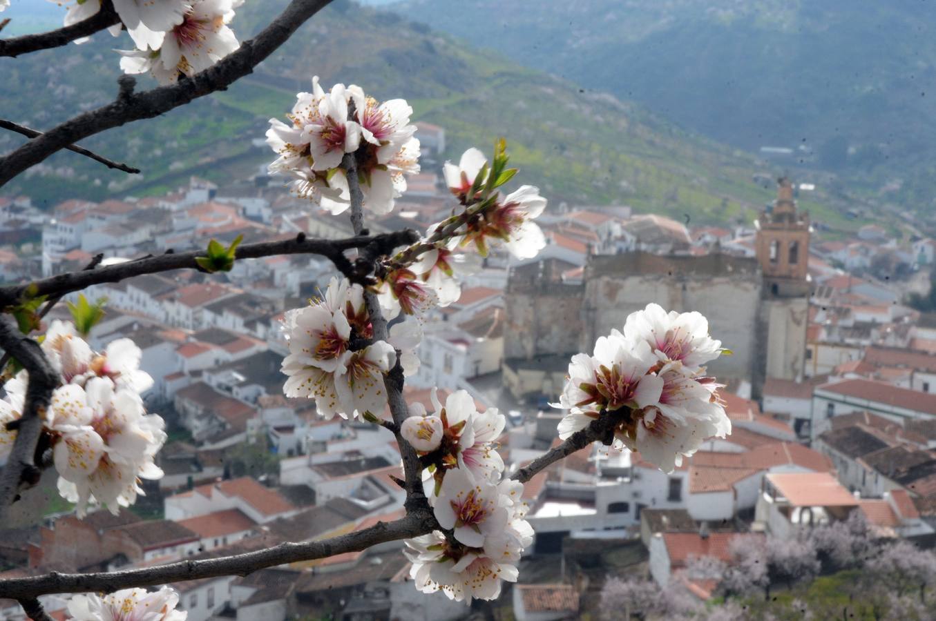 Los almendros en flor en Extremadura