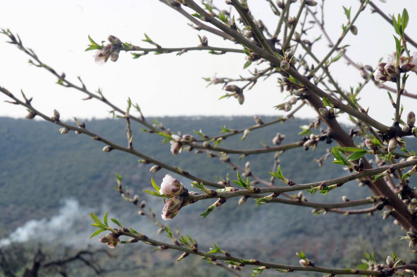 Los almendros en flor en Extremadura