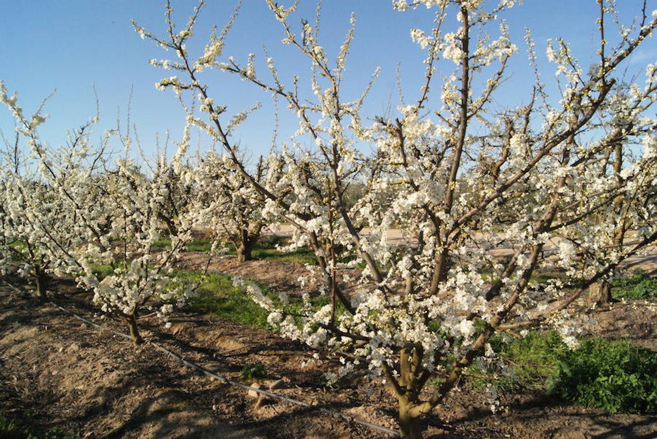 La floración acerca la primavera a Valdelacalzada