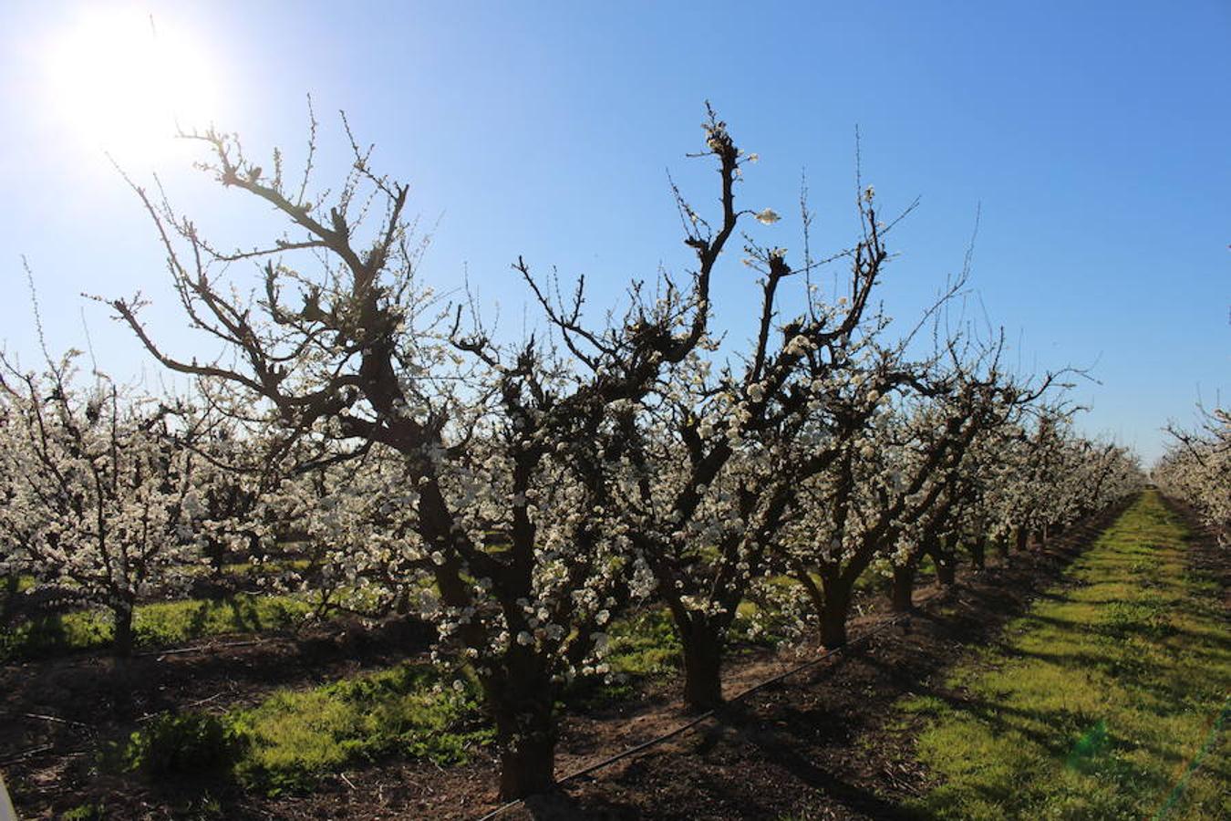 La floración acerca la primavera a Valdelacalzada