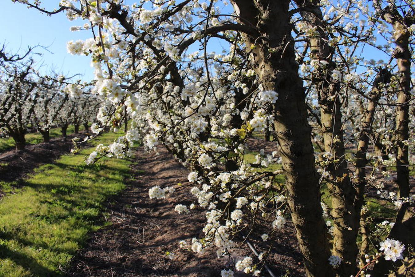 La floración acerca la primavera a Valdelacalzada