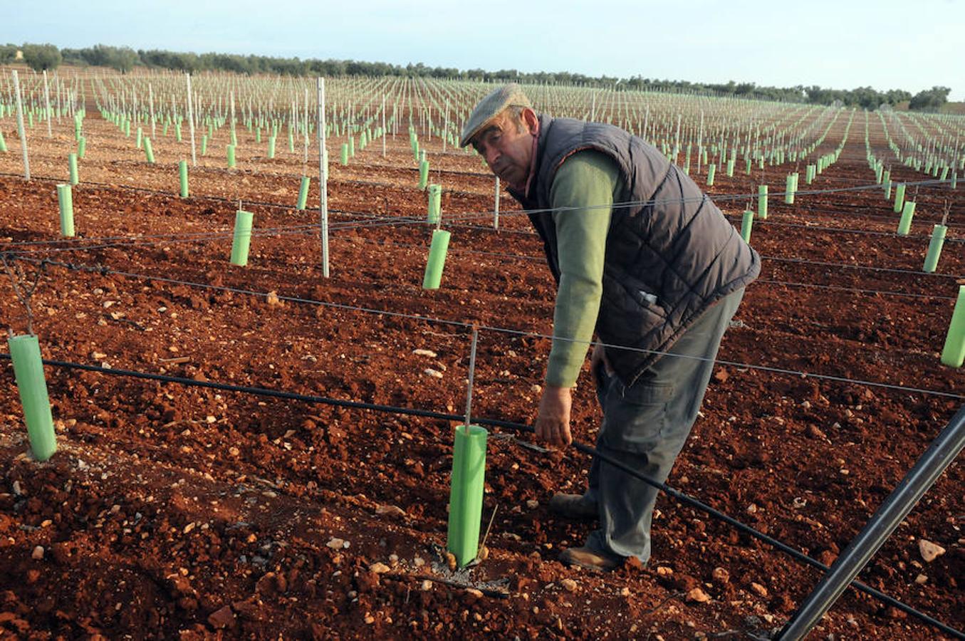 El riego ya alimenta al campo extremeño