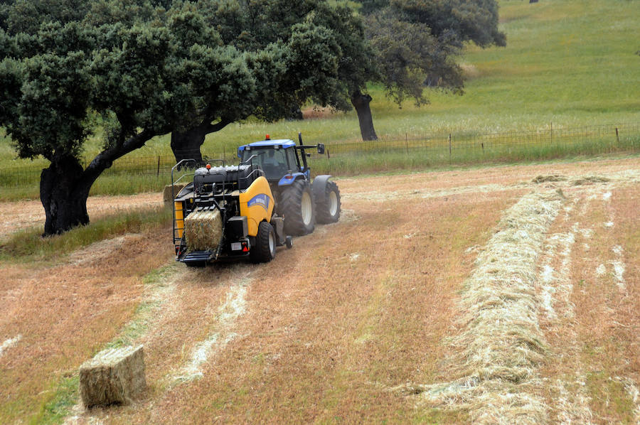 Cereal en Extremadura, poco y a bajo precio