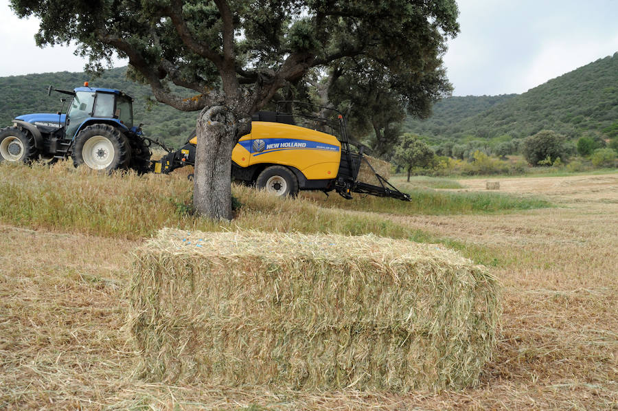 Cereal en Extremadura, poco y a bajo precio