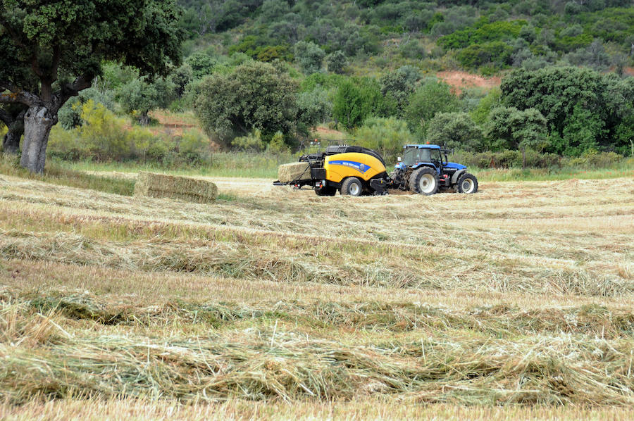 Cereal en Extremadura, poco y a bajo precio
