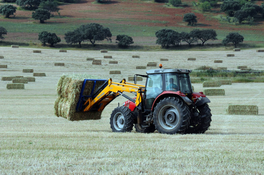 Cereal en Extremadura, poco y a bajo precio