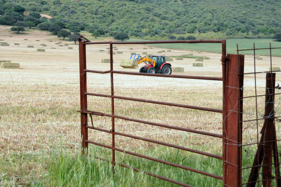 Cereal en Extremadura, poco y a bajo precio