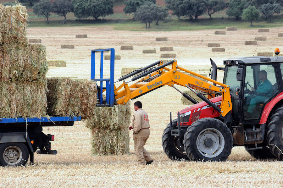 Cereal en Extremadura, poco y a bajo precio