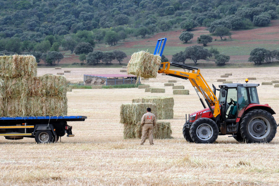 Cereal en Extremadura, poco y a bajo precio
