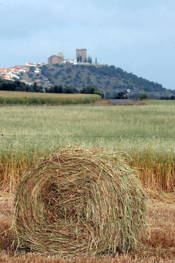 Cereal en Extremadura, poco y a bajo precio